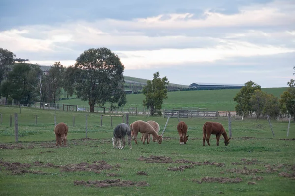 Marrón Gris Esponjoso Lindo Salvaje Alpaca Caminar Comer Hierba Verde — Foto de Stock