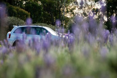 SUV steyşın araba lavanta grubundaki Japonya Hokkaido