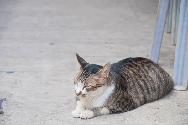 Grande gordura bonito sonolento marrom despojado gato senta-se em um dia de sonho — Fotografia de Stock