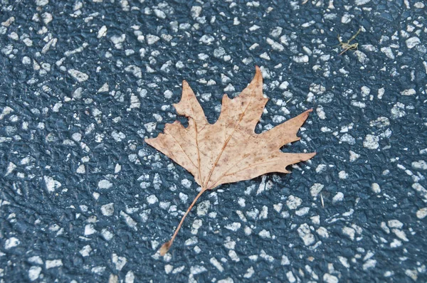 Çıtır altın kurutulmuş akçaağaç yaprağı gri beton döşeme üzerine düştü