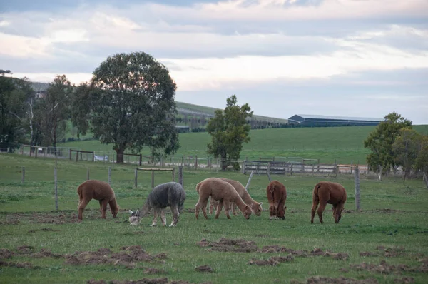 Brązowy i szary puszysty ładny dziki Alpaka chodzić i jeść zieleń trawa — Zdjęcie stockowe