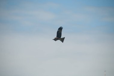 Kahverengi Arap çöl şahini (Peregrinus tüyleri) kuş uçuyor ve mavi gökyüzünde kanatlarını açıyor