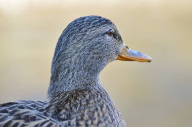 Mallard kışın Riverside 'da duruyor (Anas platyrhynchos)
