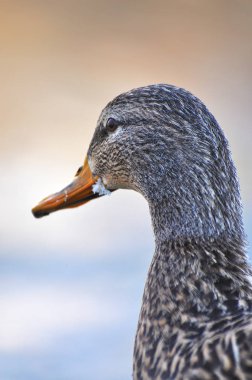 Mallard kışın Riverside 'da duruyor (Anas platyrhynchos)