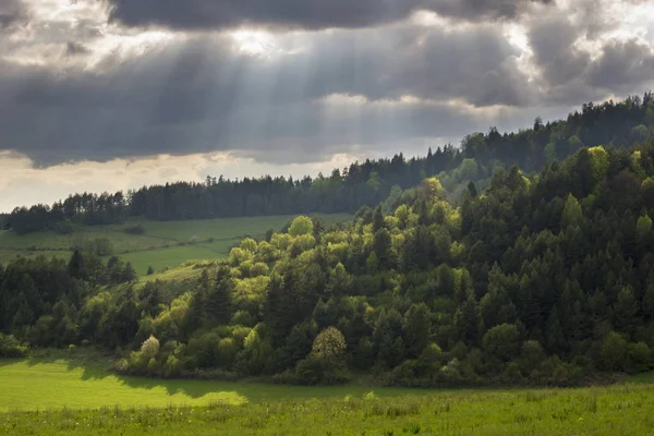 Light beams through clouds. Sun lit forest.