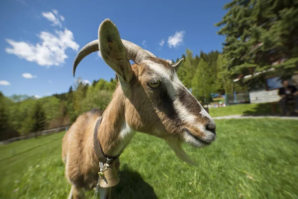 Funny goat posing in front of camera