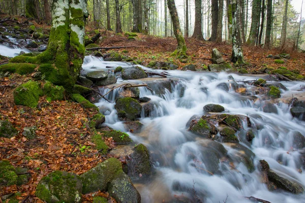 Belo riacho na floresta de outono, árvores cobertas de musgo e rochas — Fotografia de Stock