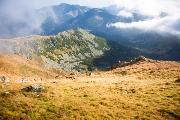 Eine Herde Tatra-Gämsen auf einer Weide im nebligen Herbsttal, niedrige Tatra, Slowakei — Stockfoto