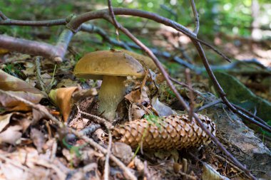 Boletus Edulis, Ormanda Yenilebilir Mantar