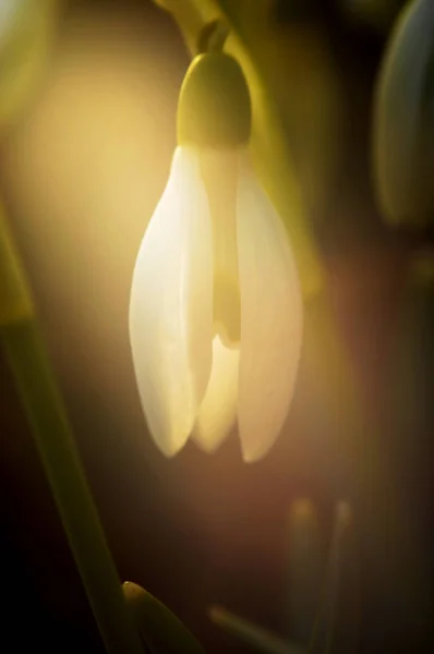 Kar Damlası Çiçeğinin Detayları (Galanthus Nivalis)