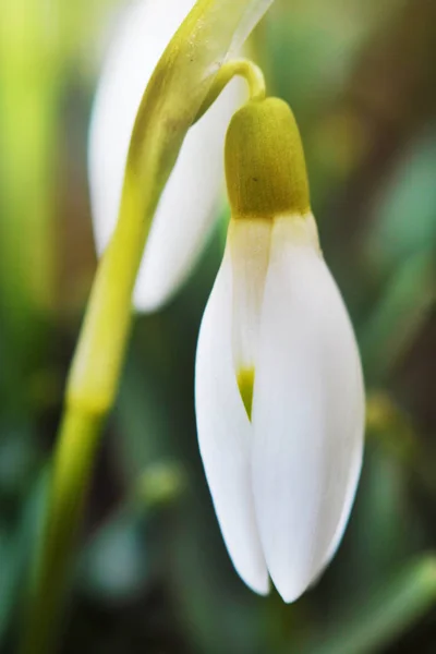 Detail Of Snowdrop Flower (Galanthus Nivalis)