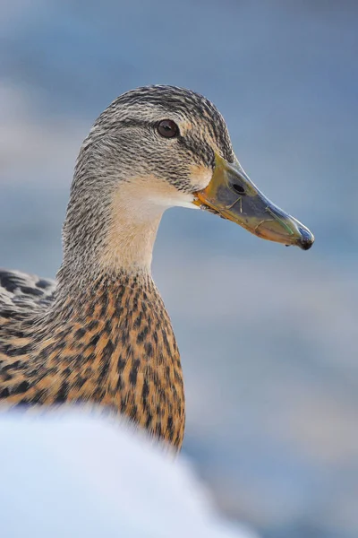 Mallard stojící na břehu řeky v zimě (Anas platyrhynchos) — Stock fotografie