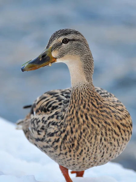 Mallard stojící na břehu řeky v zimě (Anas platyrhynchos) — Stock fotografie