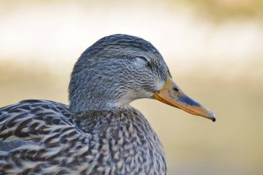 Mallard kışın Riverside 'da duruyor (Anas platyrhynchos)