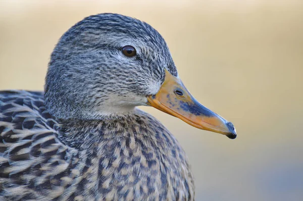 Mallard Standing Riverside Winter Anas Platyrhynchos — Stock Photo, Image