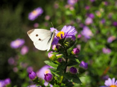 Büyük Lahana Beyaz Kelebeği 'nin (Pieris brassicae) kapanışı, paskalya çiçeği nektarı yiyor.