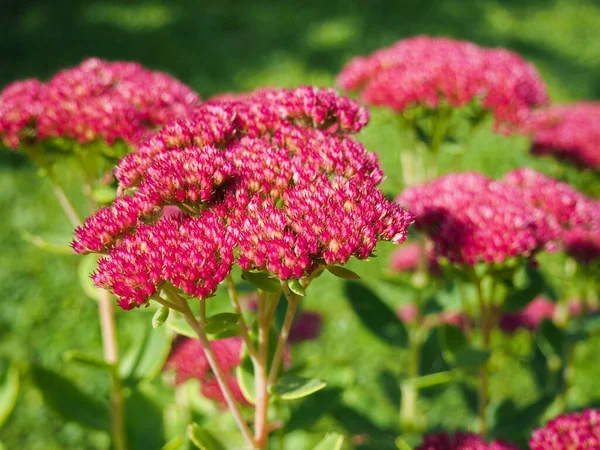 Close Van Steen Rode Bloem Tuin — Stockfoto