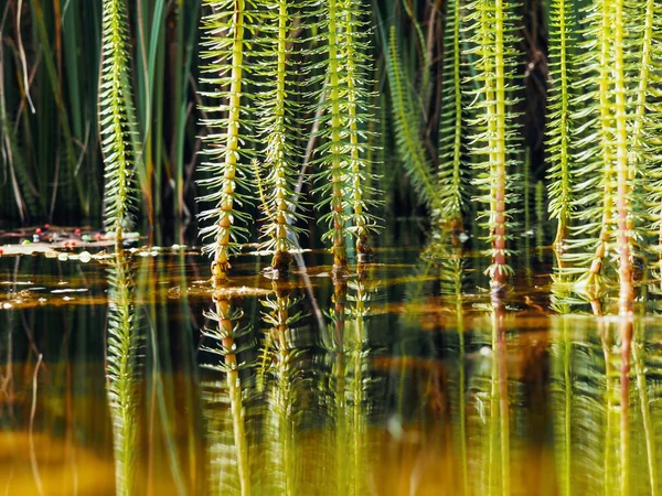 Plante Aquatique Reflétant Dans Lac Jardin — Photo