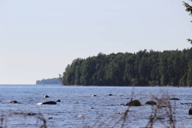 Onega Gölü kıyısındaki çam ormanı