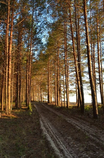 Onega Gölü yakınlarındaki Vologda bölgesinin bataklıklarında orman yolu.