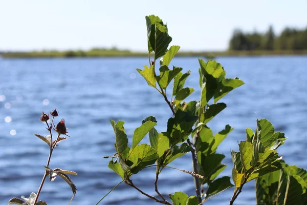 Rama Con Hojas Verdes Fondo Lago Tranquilo Día Soleado Verano — Foto de Stock