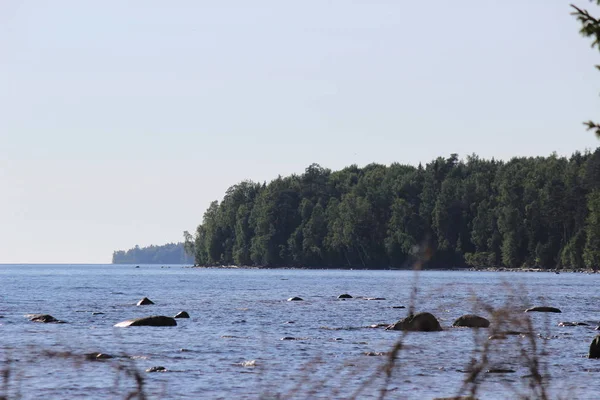 Onega Gölü kıyısındaki çam ormanı