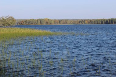 Orman gölü, sonbaharda mavi suyla güneşli bir günde güzel bir yaprak döken ormanın arka planına karşı.