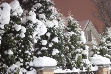 Karlı bir akşamda karlı dallar yakın plan yedi.