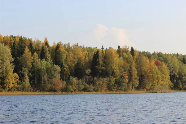 Forest Lake Blue Water Autumn Sunny Day Backdrop Beautiful Deciduous — Stock Photo, Image