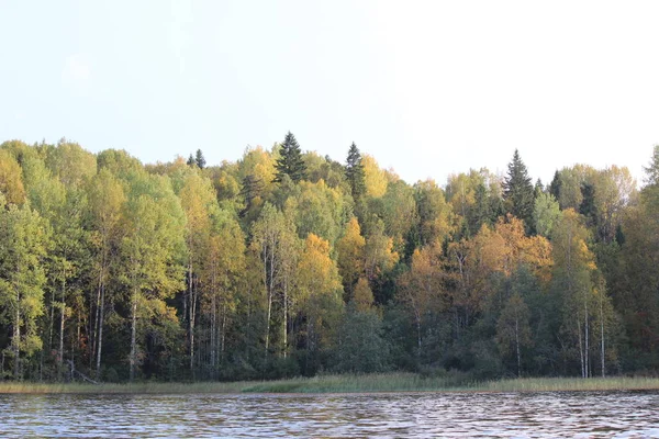 Orman gölü, sonbaharda mavi suyla güneşli bir günde güzel bir yaprak döken ormanın arka planına karşı.