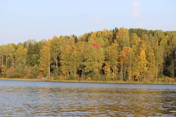 Orman gölü, sonbaharda mavi suyla güneşli bir günde güzel bir yaprak döken ormanın arka planına karşı.