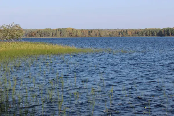 Orman gölü, sonbaharda mavi suyla güneşli bir günde güzel bir yaprak döken ormanın arka planına karşı.