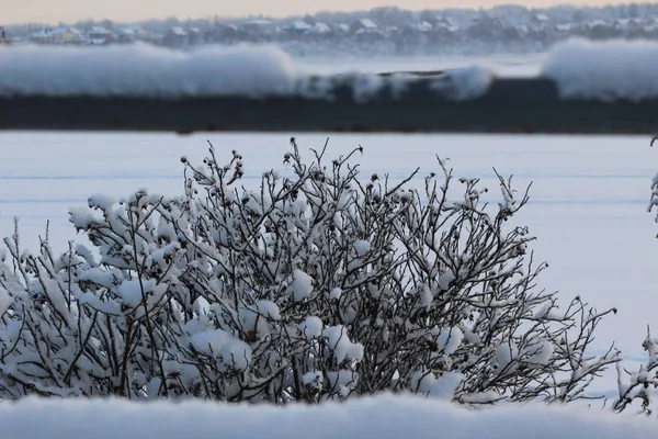 Karla kaplı kuru çimenler, öğleden sonra nehrin arka planında yakın plan.