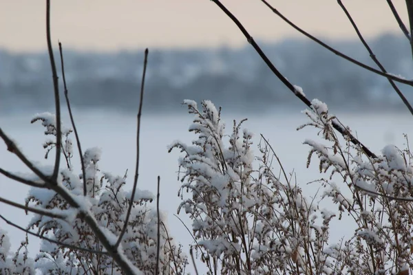 Karla kaplı kuru çimenler, öğleden sonra nehrin arka planında yakın plan.