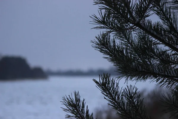 Buzla kaplı bir nehrin arka planında ladin dalları var.