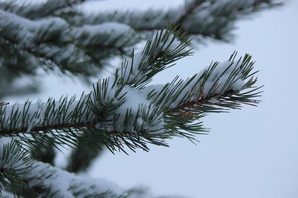 Spruce Branch Close Background Ice Covered River — Stock Photo, Image