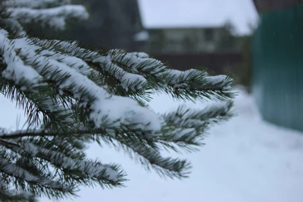 Buzla kaplı bir nehrin arka planında ladin dalları var.