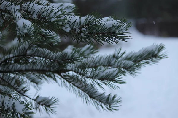 Buzla kaplı bir nehrin arka planında ladin dalları var.