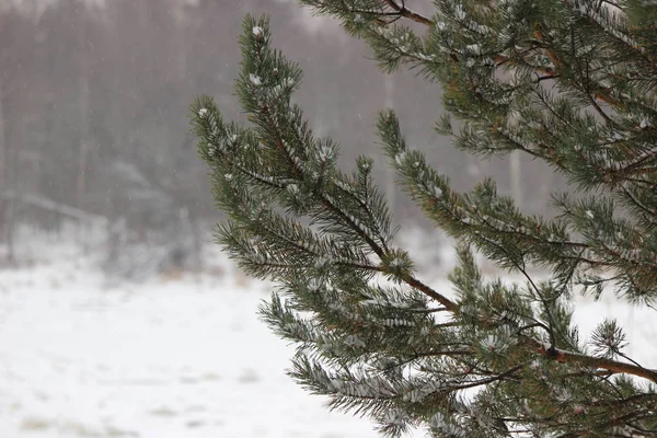 Buzla kaplı bir nehrin arka planında ladin dalları var.