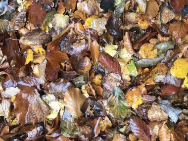 Geçmişi. Gri tuğlalı arka planda sonbahar yaprakları. Metni imzalamak için kartpostal olarak kullanılabilir.