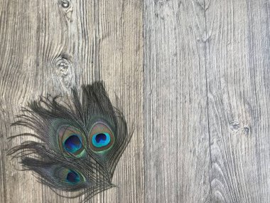 Tavus kuşu tüyleri. Metin imzalamak için arkaplan olarak kullanılabilir.