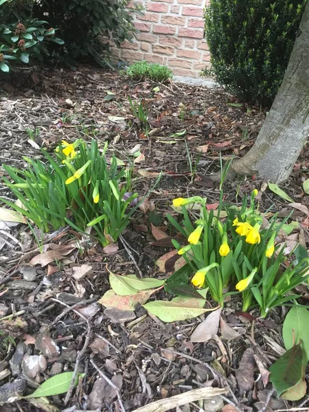 Fiori Primaverili Narcisi Nel Cortile Della Casa — Foto Stock