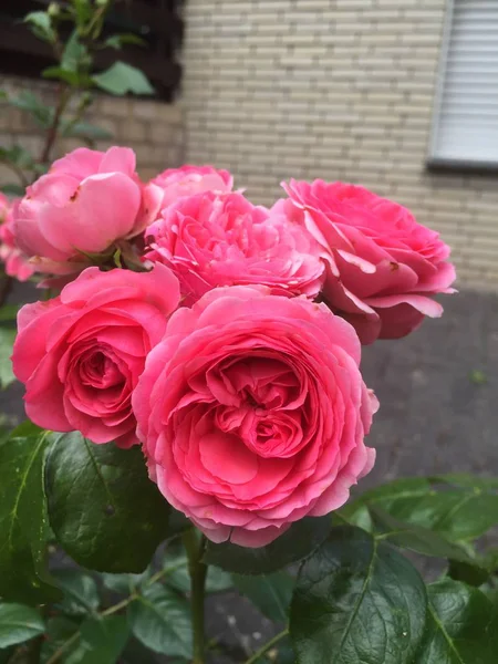 Des Roses Dans Jardin Rose Anglaise Est Variété Royale — Photo