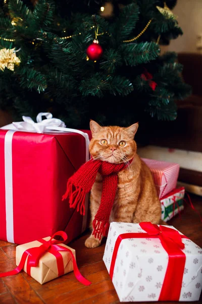 Gyömbér brit macska ül a karácsonyfa, és a jelenlegi dobozok alatt piros kötött sál. — Stock Fotó