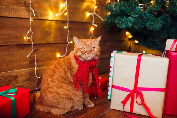 Ginger british cat in red knitted scarf sitting under Christmas tree and present boxes.