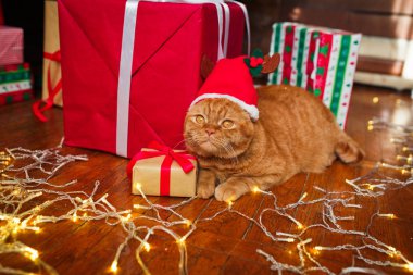 Noel Baba şapkası yakınındaki evde hediyeler Noel çelenk ile yalan İngiliz kırmızı kedi. Noel kedi