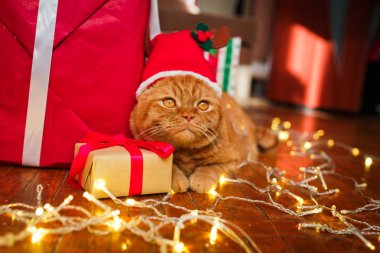Noel Baba şapkası yakınındaki evde hediyeler Noel çelenk ile yalan İngiliz kırmızı kedi. Noel kedi