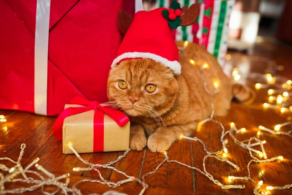 Brytyjski czerwony kot w Santa hat leżącego z Boże Narodzenie girlanda w pobliżu prezentów w domu. Boże Narodzenie cat — Zdjęcie stockowe