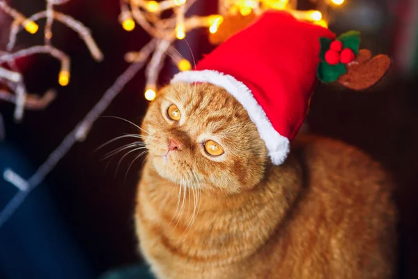 Karácsonyi macska. Piros brit macska ül otthon a karácsonyi girland — Stock Fotó