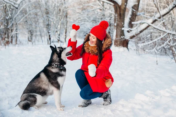 Rapariga com o seu cão no parque de Inverno. Animal de estimação doméstico. Husky. — Fotografia de Stock